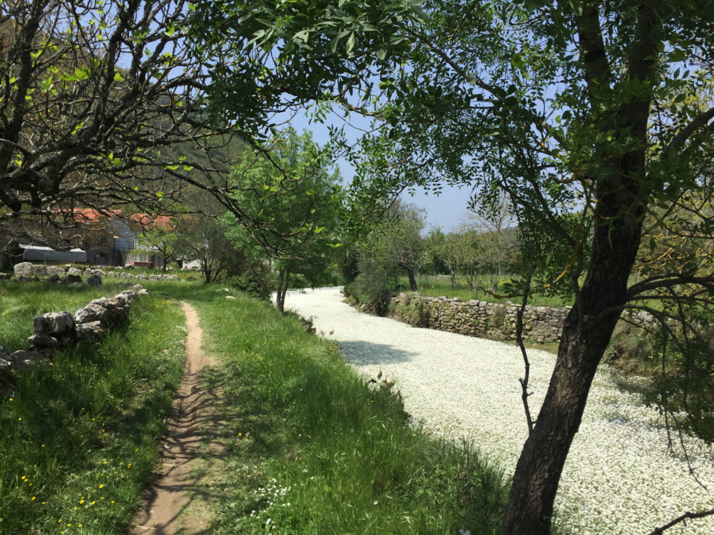 Ein Fluss voller Blüten südlich von Condeixa-a-nova